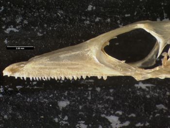 Media type: image;   Herpetology R-125762